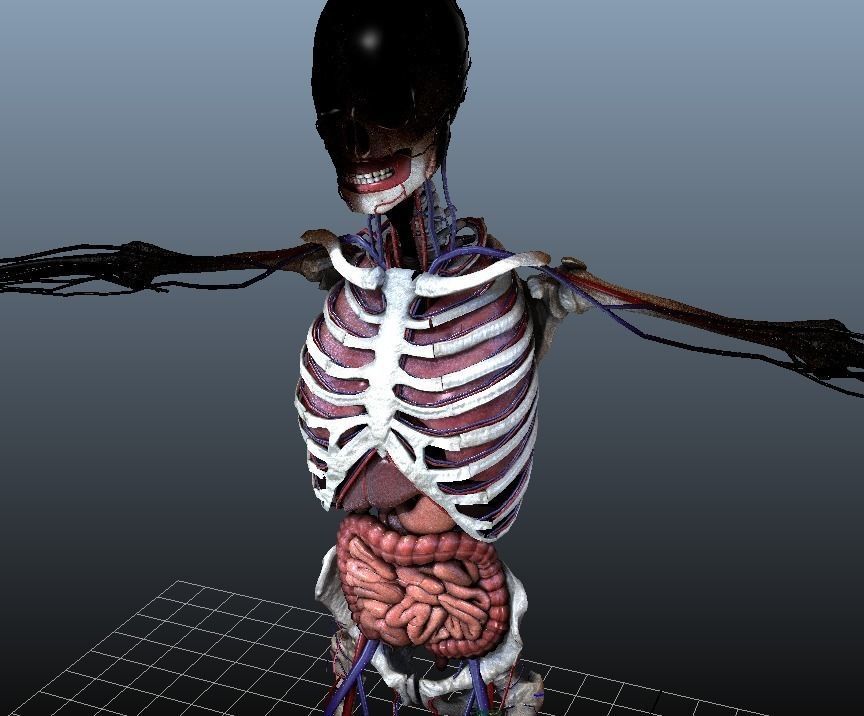 Human Torso Digestive System Low-poly 3D model_8