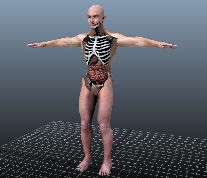 Human Torso Digestive System Low-poly 3D model_3