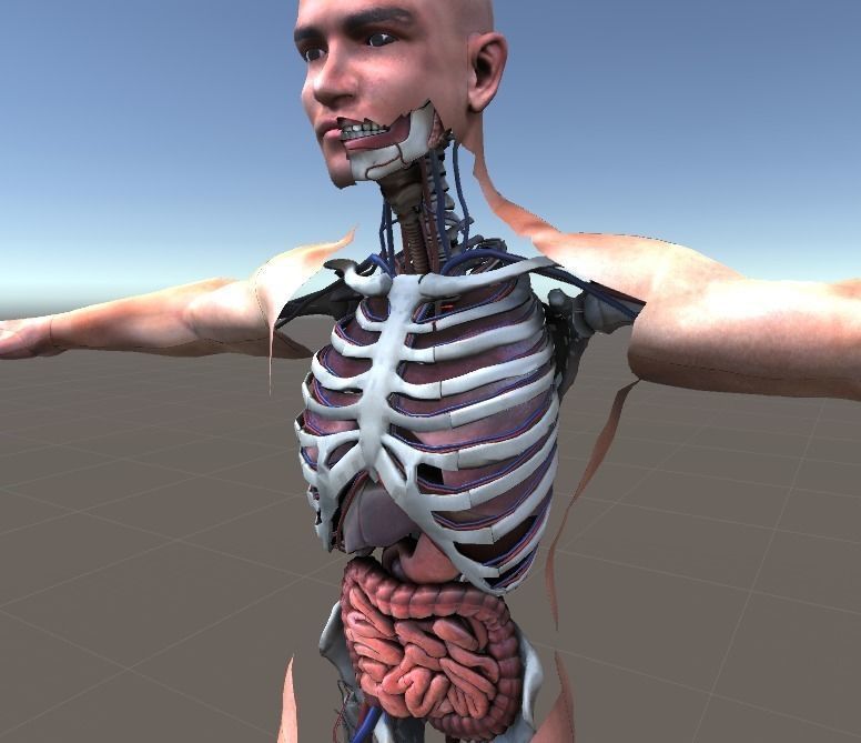 Human Torso Digestive System Low-poly 3D model_4