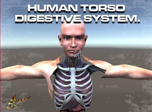 Human Torso Digestive System Low-poly 3D model_0