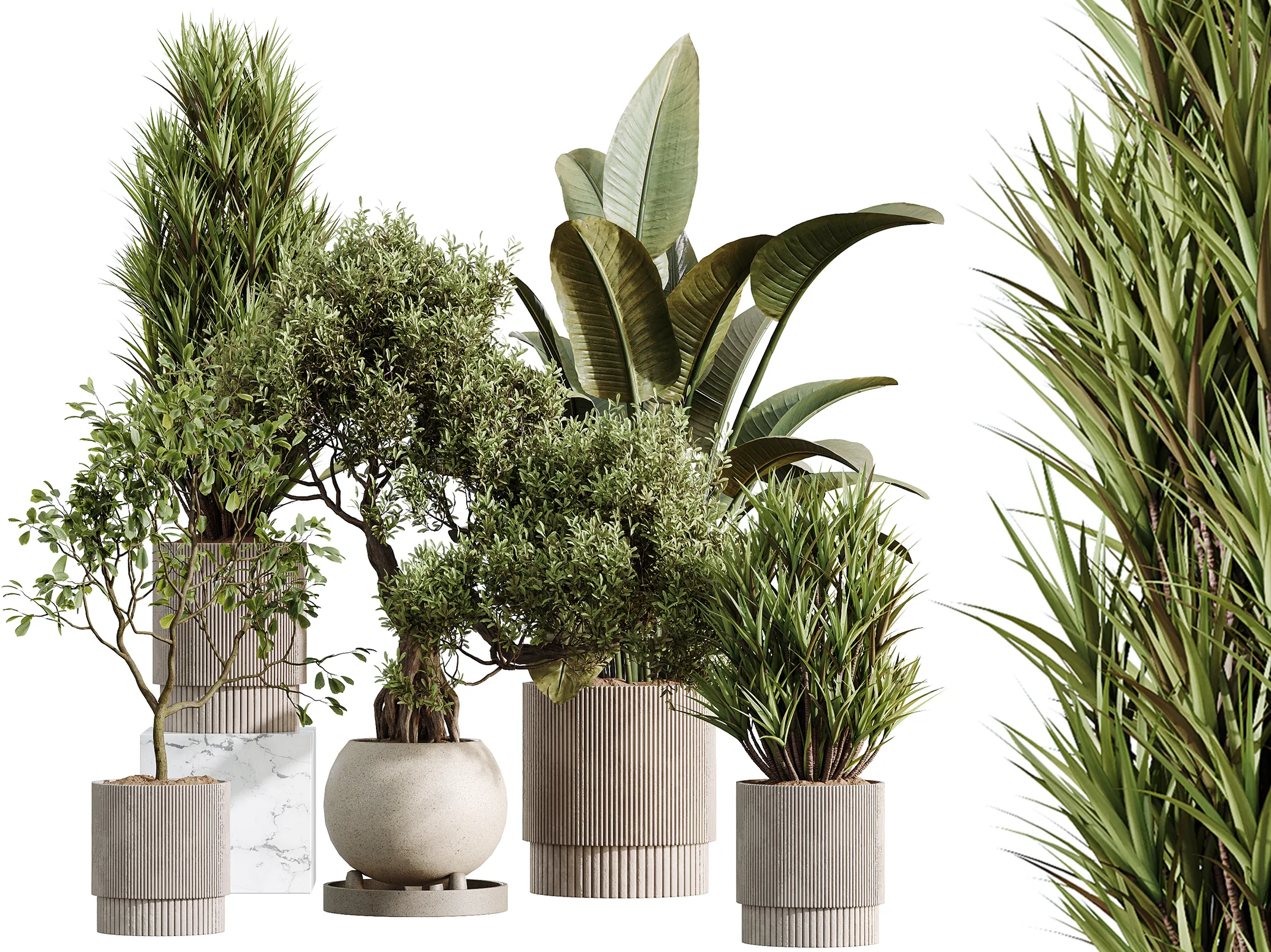 AV Indoor Plants Set 521 Yucca ParadiseBird Ficus Bonsai 3D model ...
