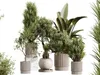 AV Indoor Plants Set 521 Yucca ParadiseBird Ficus Bonsai 3D model ...
