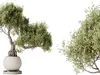 AV Indoor Plants Set 521 Yucca ParadiseBird Ficus Bonsai 3D model ...