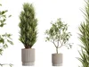 AV Indoor Plants Set 521 Yucca ParadiseBird Ficus Bonsai 3D model ...