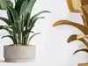 AV Indoor Plants Set 521 Yucca ParadiseBird Ficus Bonsai 3D model ...