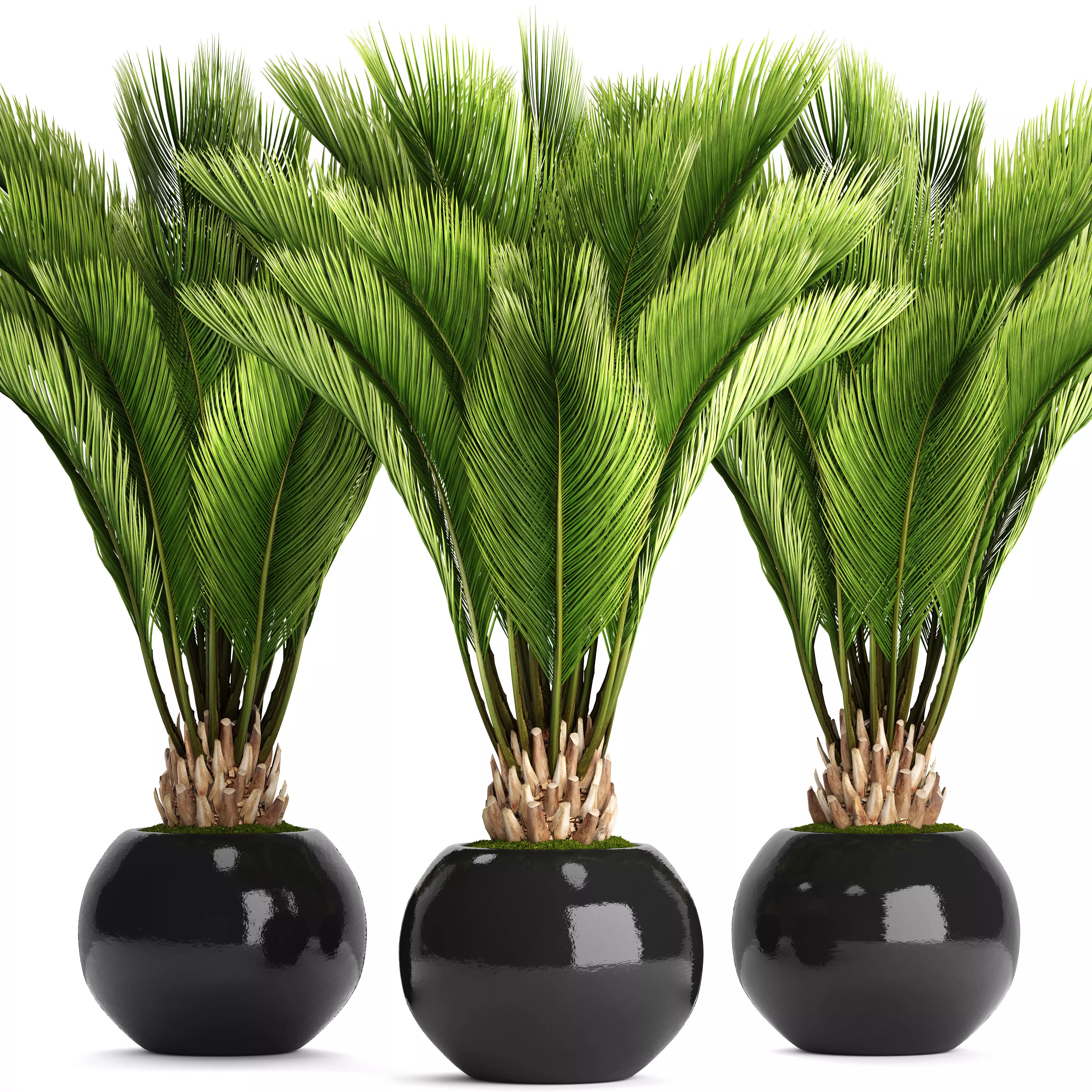 Palm tree 3D model_0