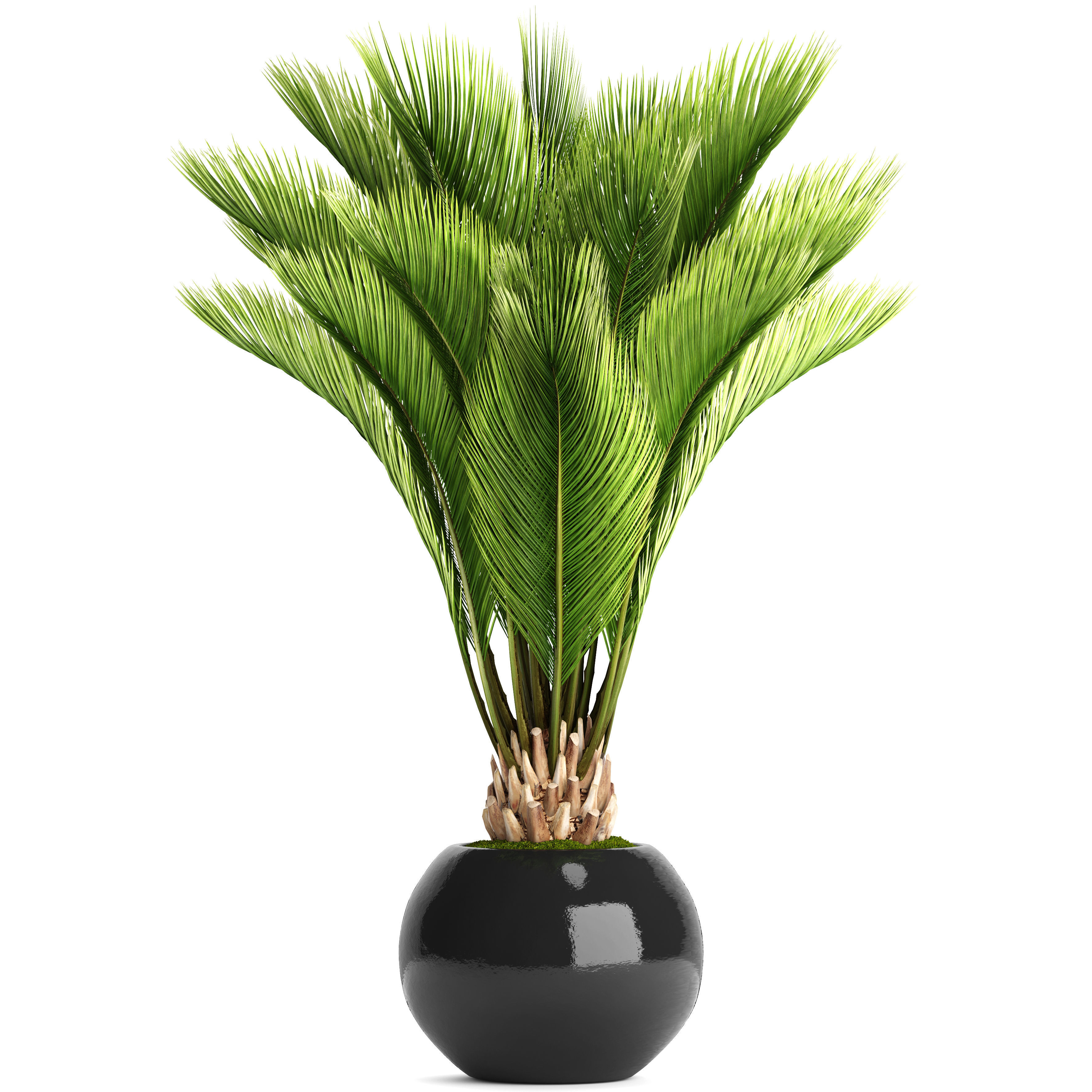 Palm tree 3D model_12