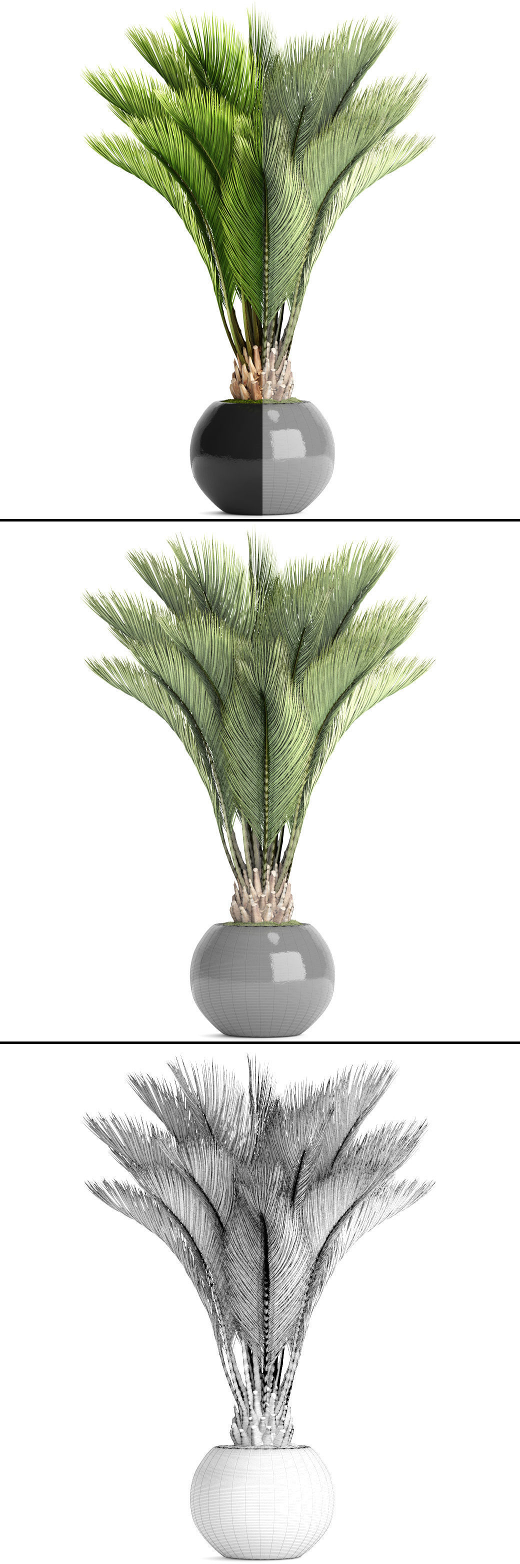 Palm tree 3D model_6