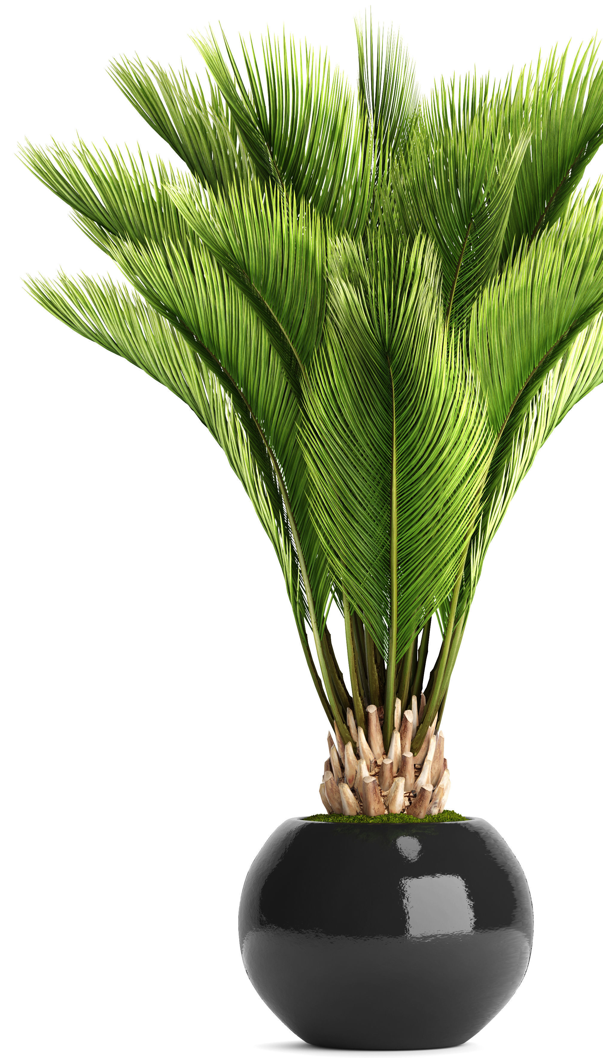 Palm tree 3D model_4