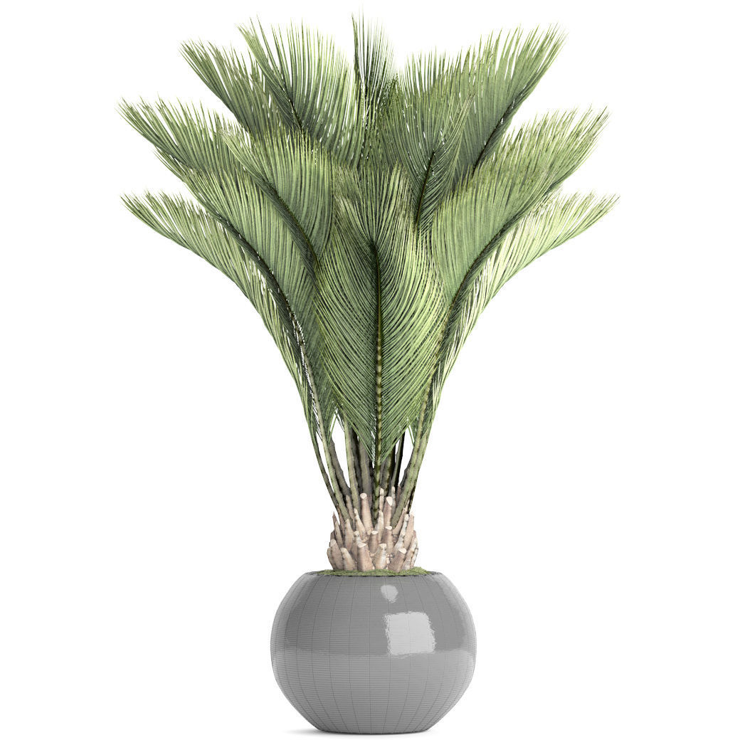 Palm tree 3D model_8