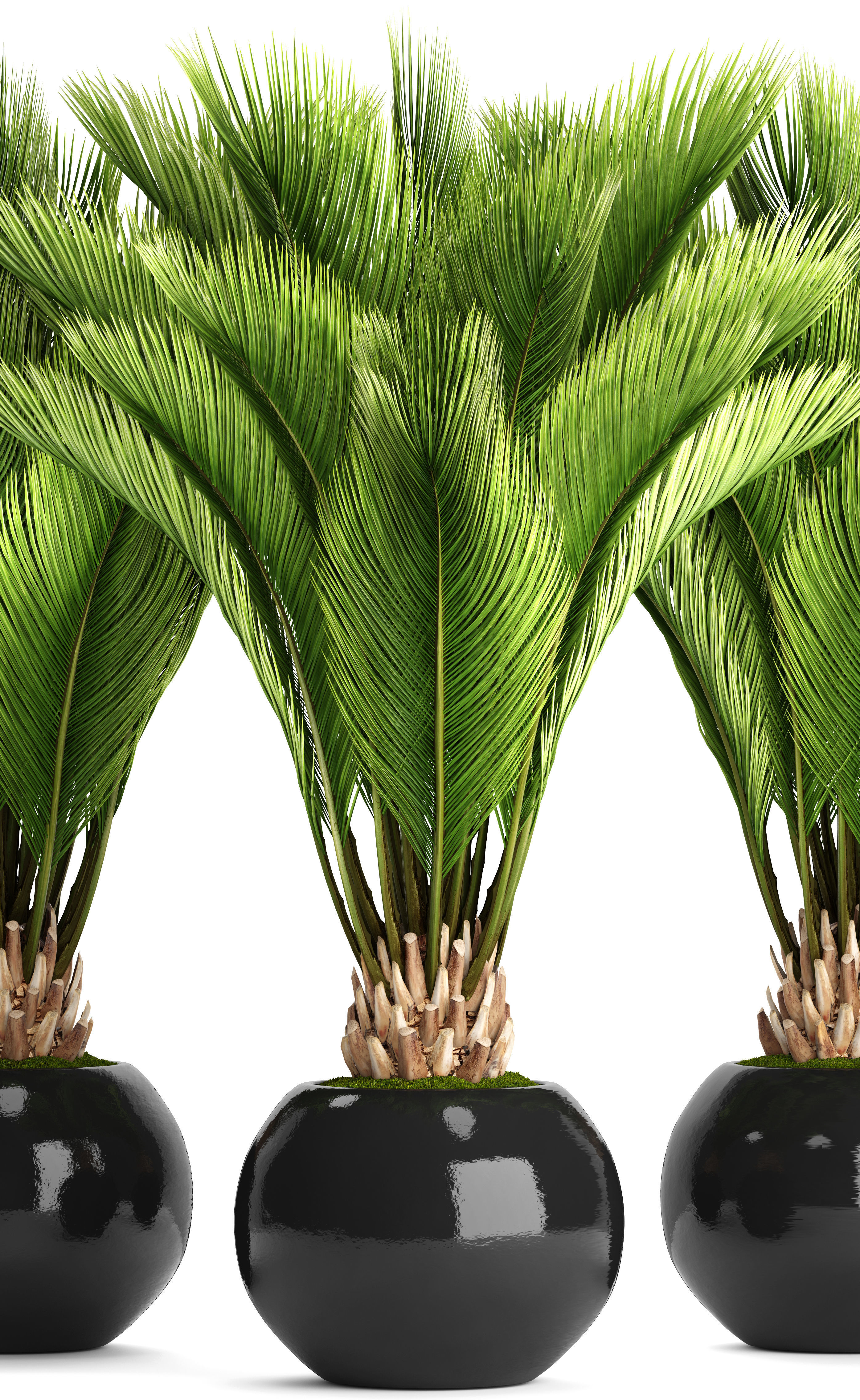 Palm tree 3D model_3