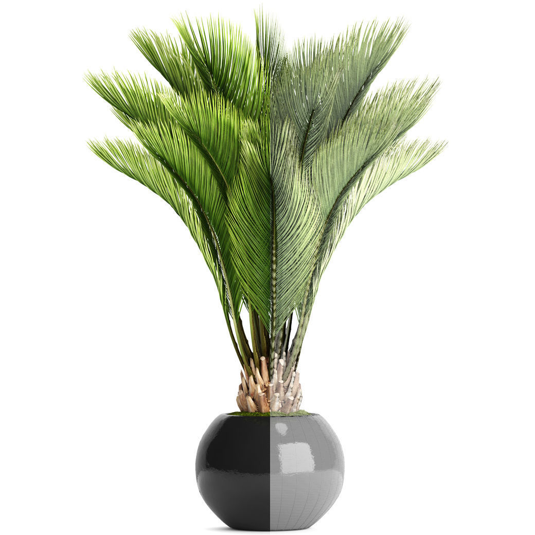 Palm tree 3D model_5
