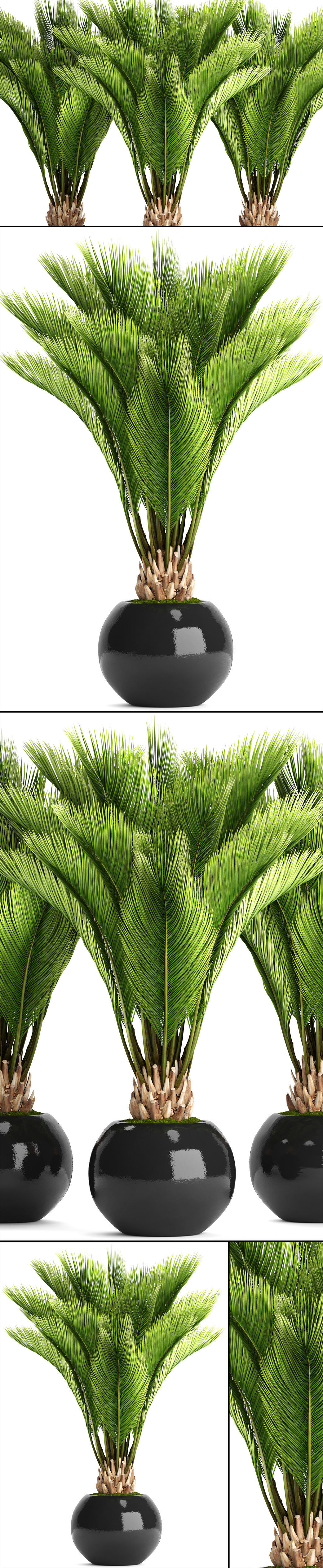 Palm tree 3D model_9