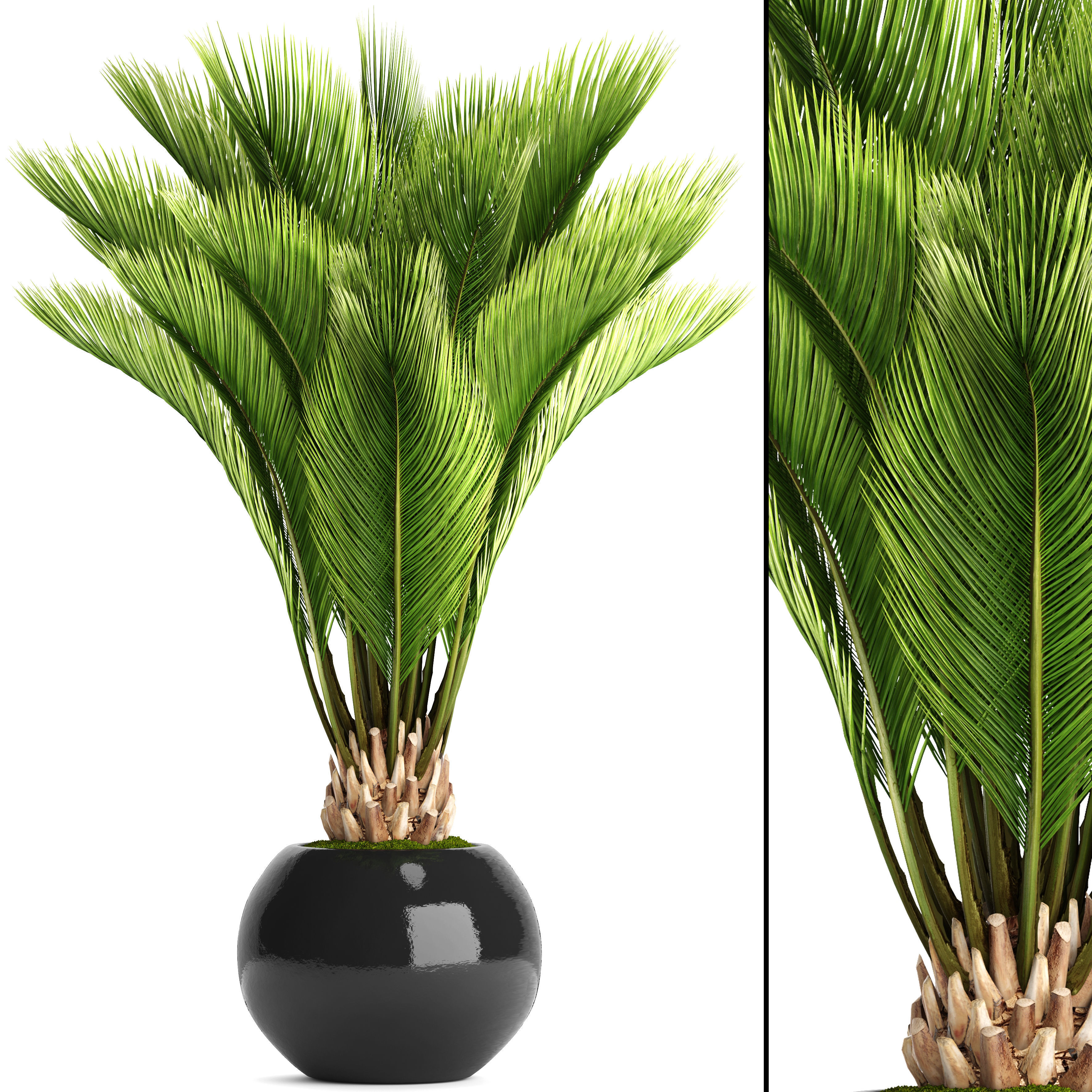 Palm tree 3D model_2
