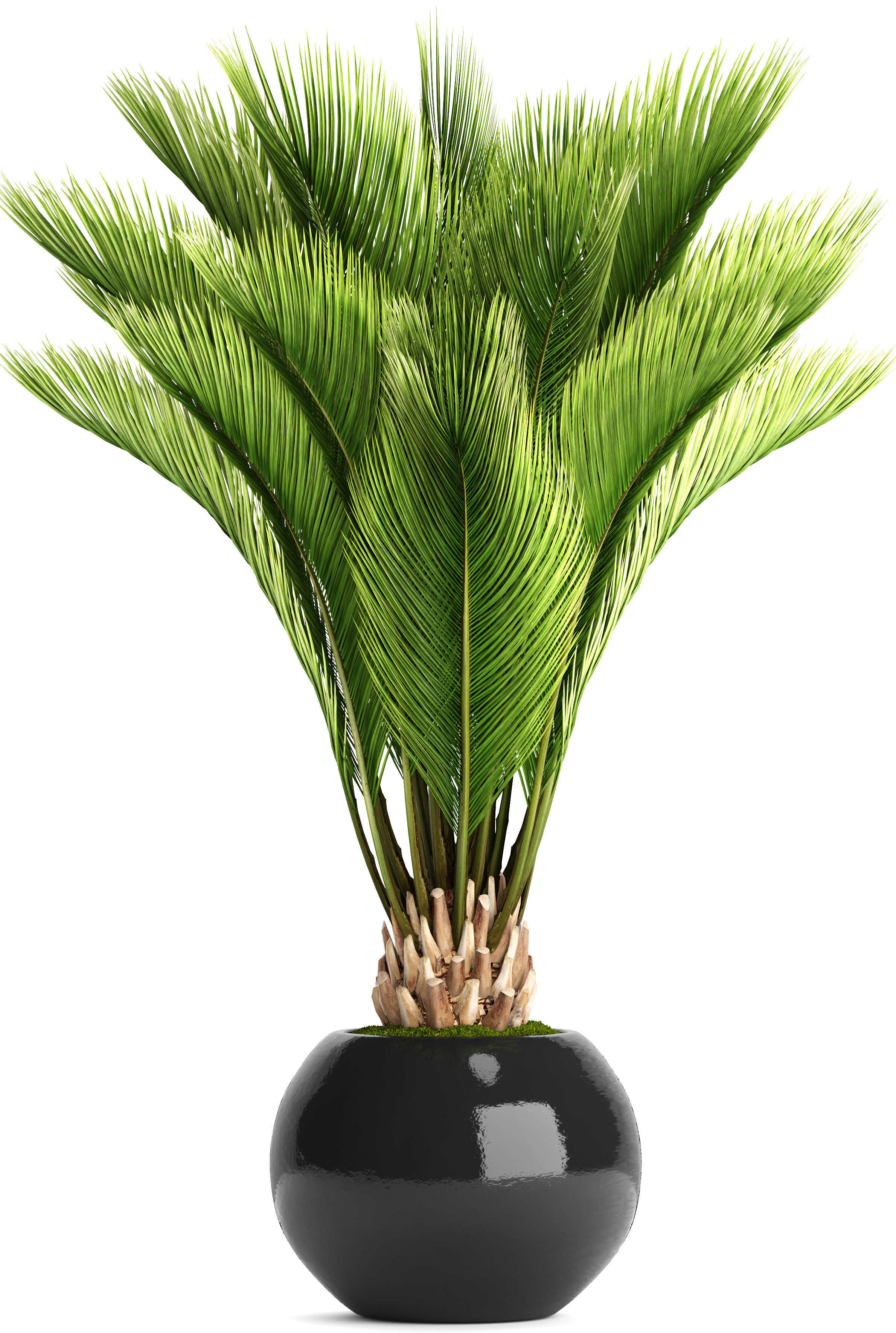 Palm tree 3D model_11