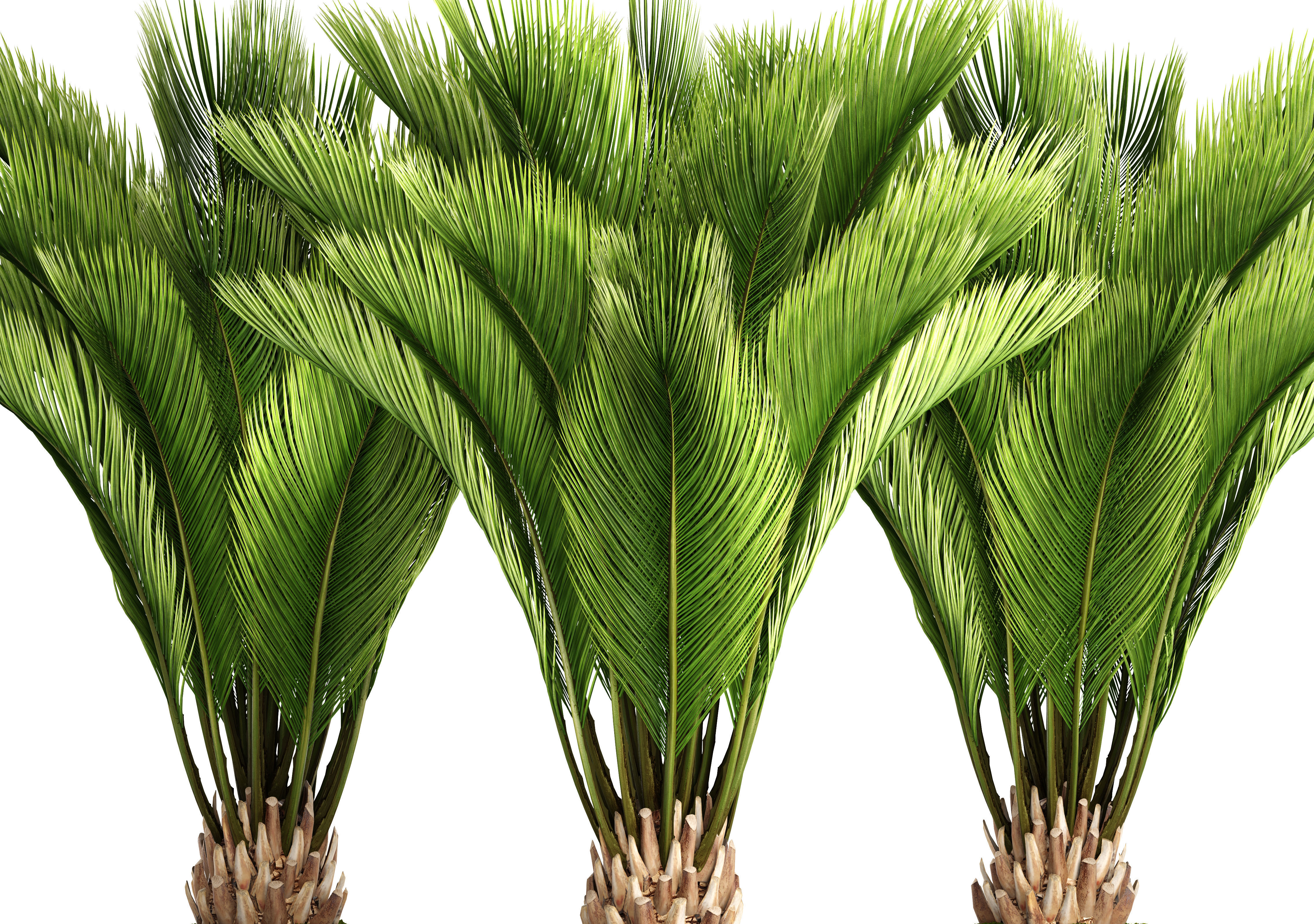 Palm tree 3D model_1