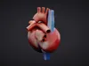 3D model Anatomical Heart - High Quality 3D Model VR / AR / low-poly ...