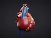 3D model Anatomical Heart - High Quality 3D Model VR / AR / low-poly ...