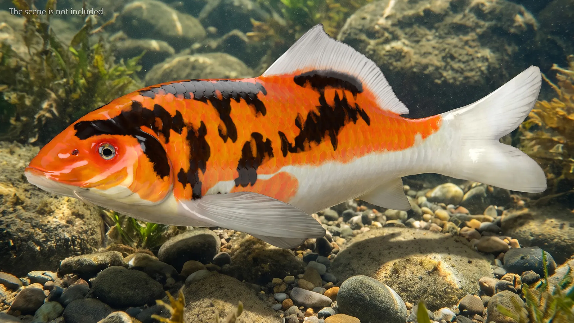 Koi Carp Swimming Animated Rigged For Blender 3D model animated rigged ...