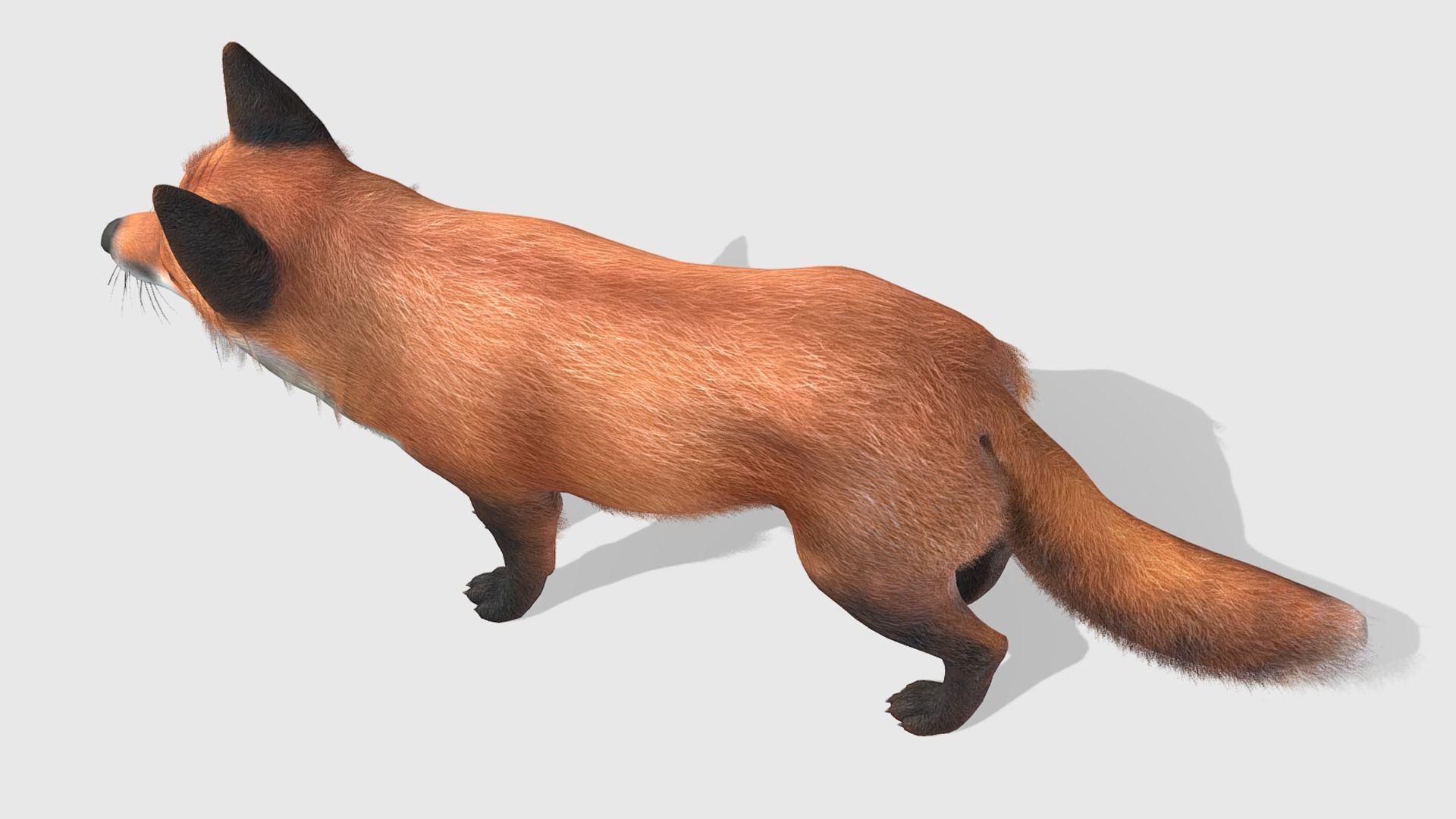 Fox - Male Low-poly 3D model_13