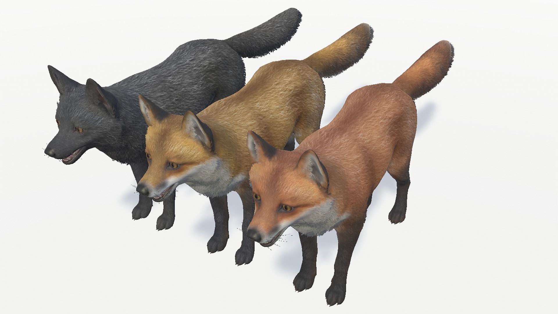 Fox - Male Low-poly 3D model_4