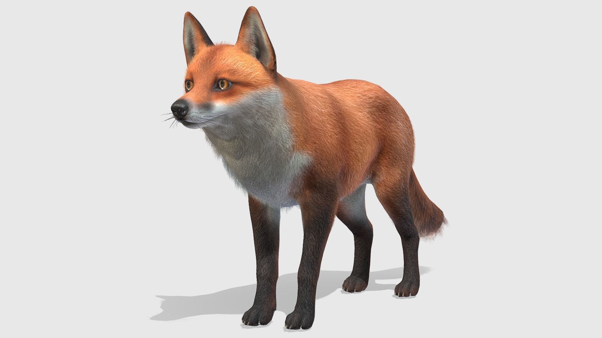 Fox - Male Low-poly 3D model_9