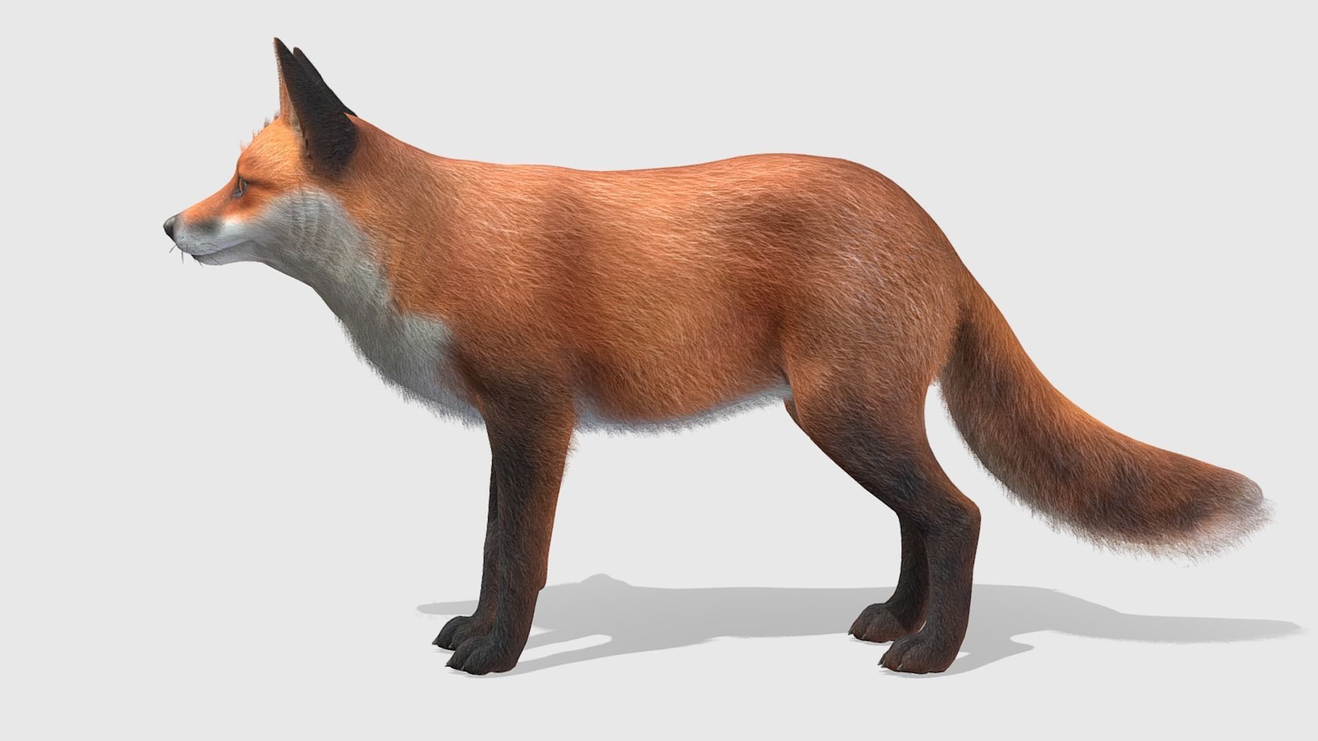 Fox - Male Low-poly 3D model_10
