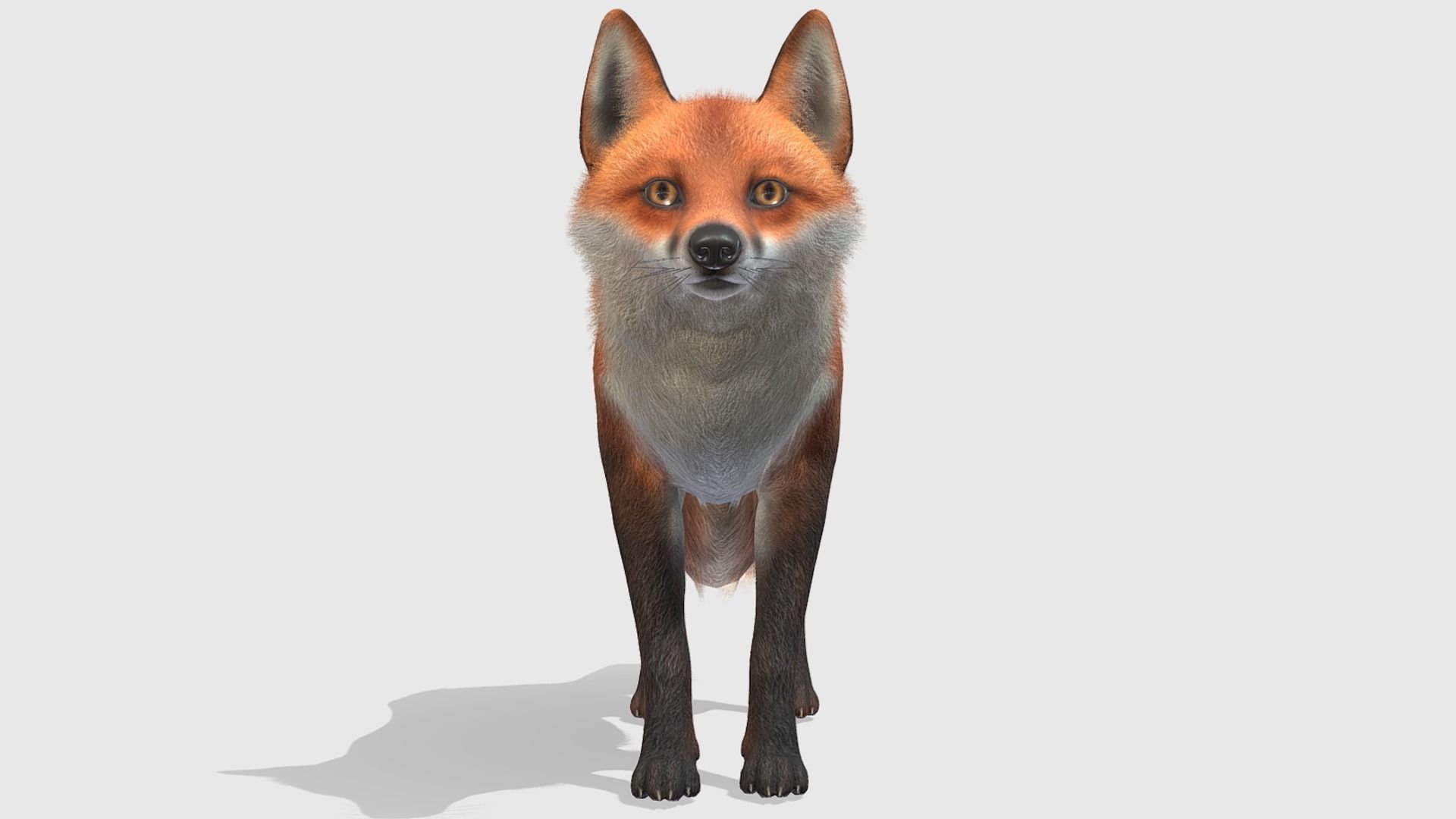 Fox - Male Low-poly 3D model_8