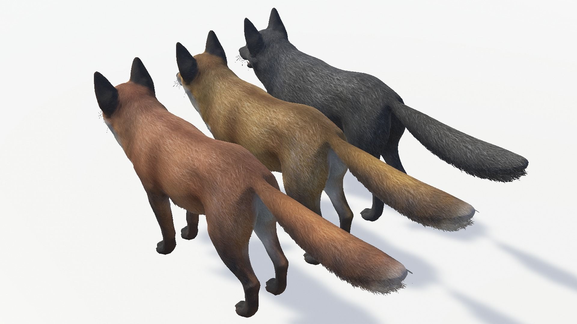 Fox - Male Low-poly 3D model_5