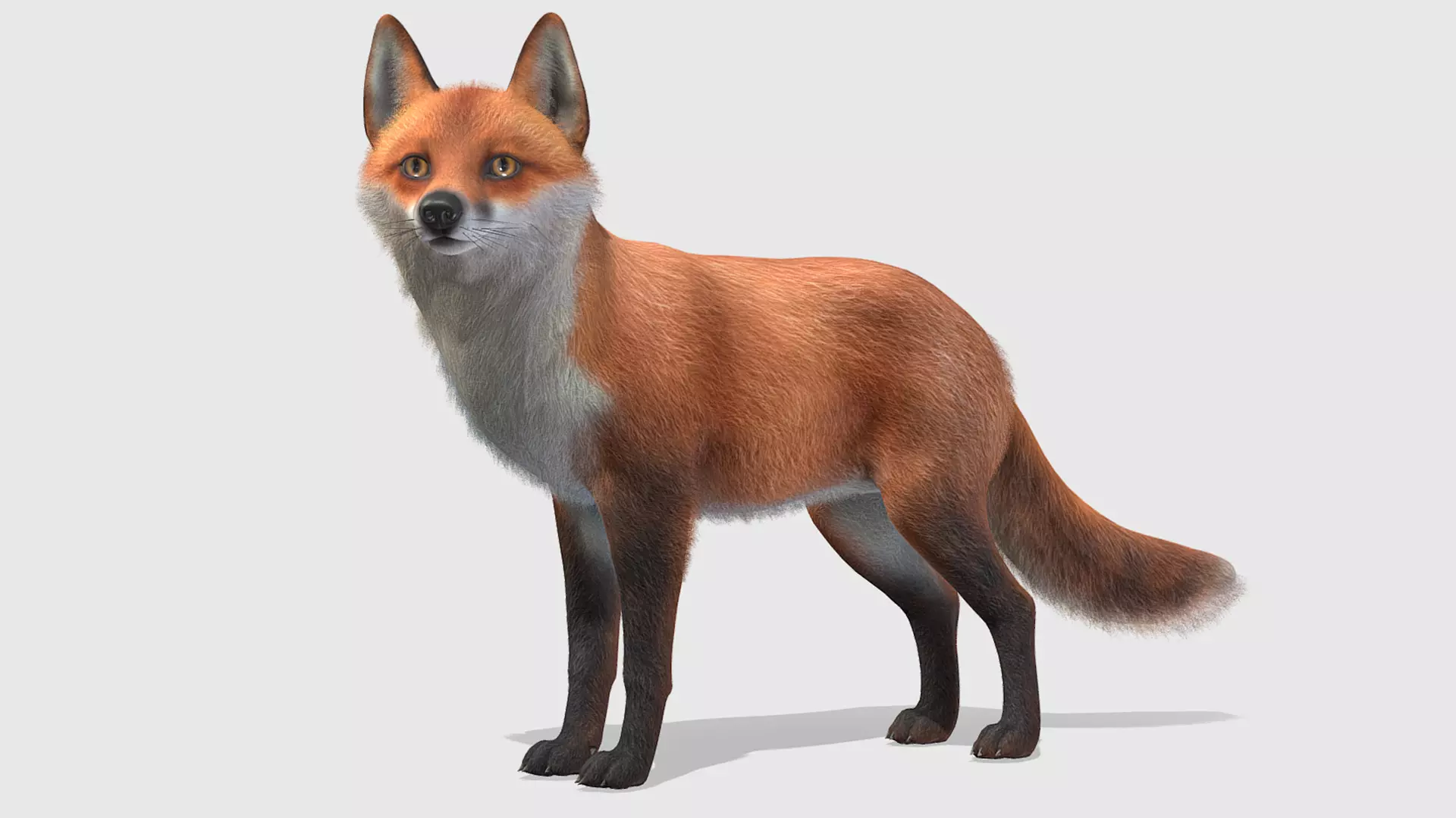 Fox - Male Low-poly 3D model_0