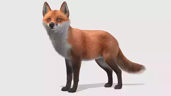 Fox - Male Low-poly 3D model