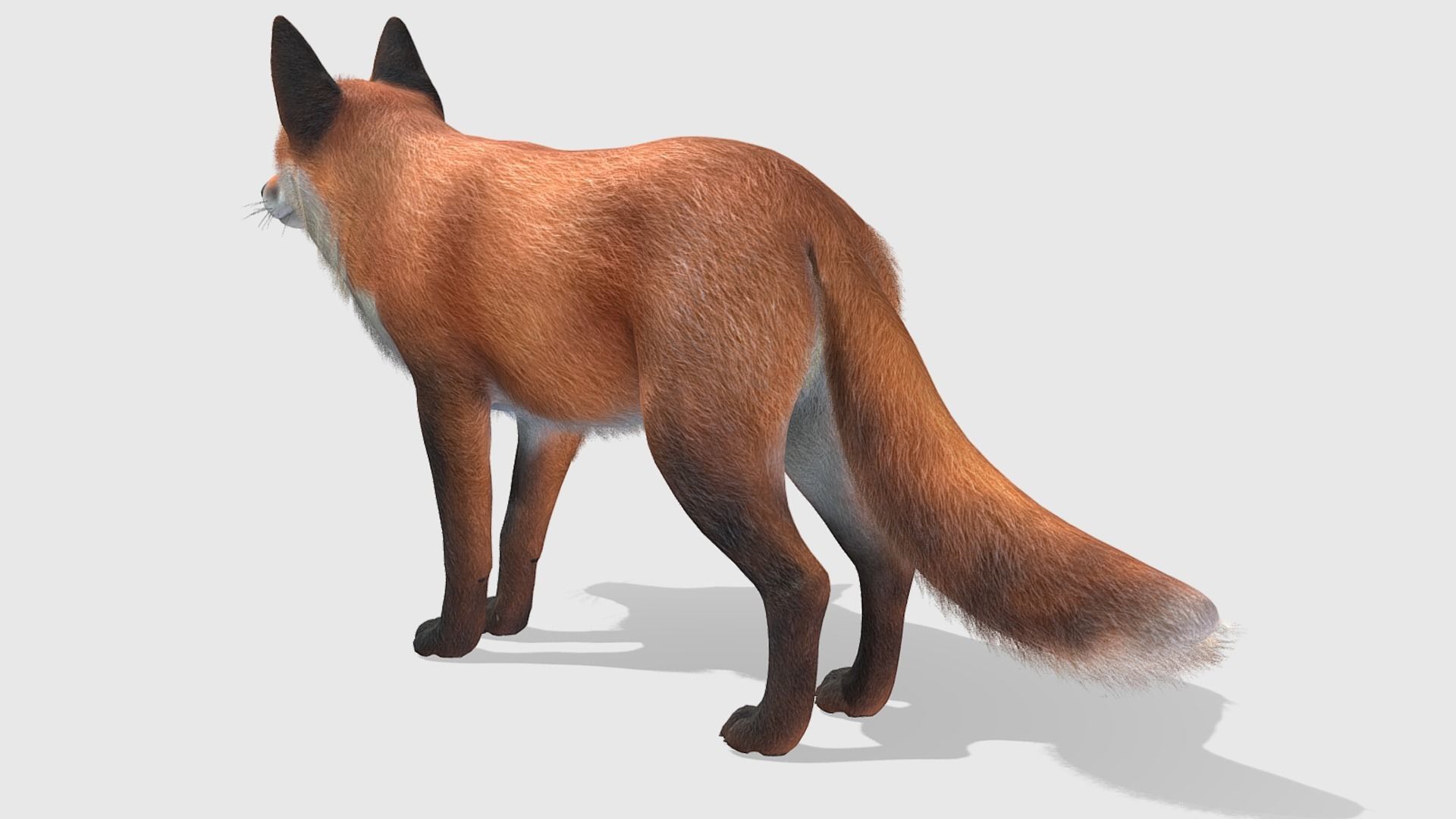 Fox - Male Low-poly 3D model_11
