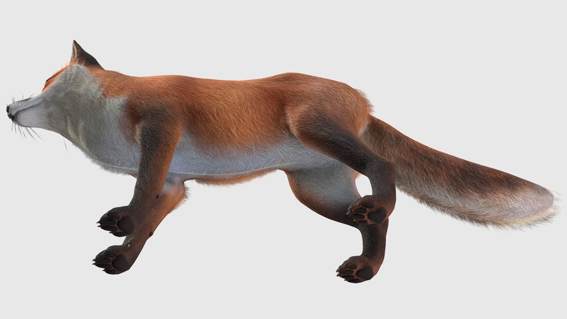 Fox - Male Low-poly 3D model_12