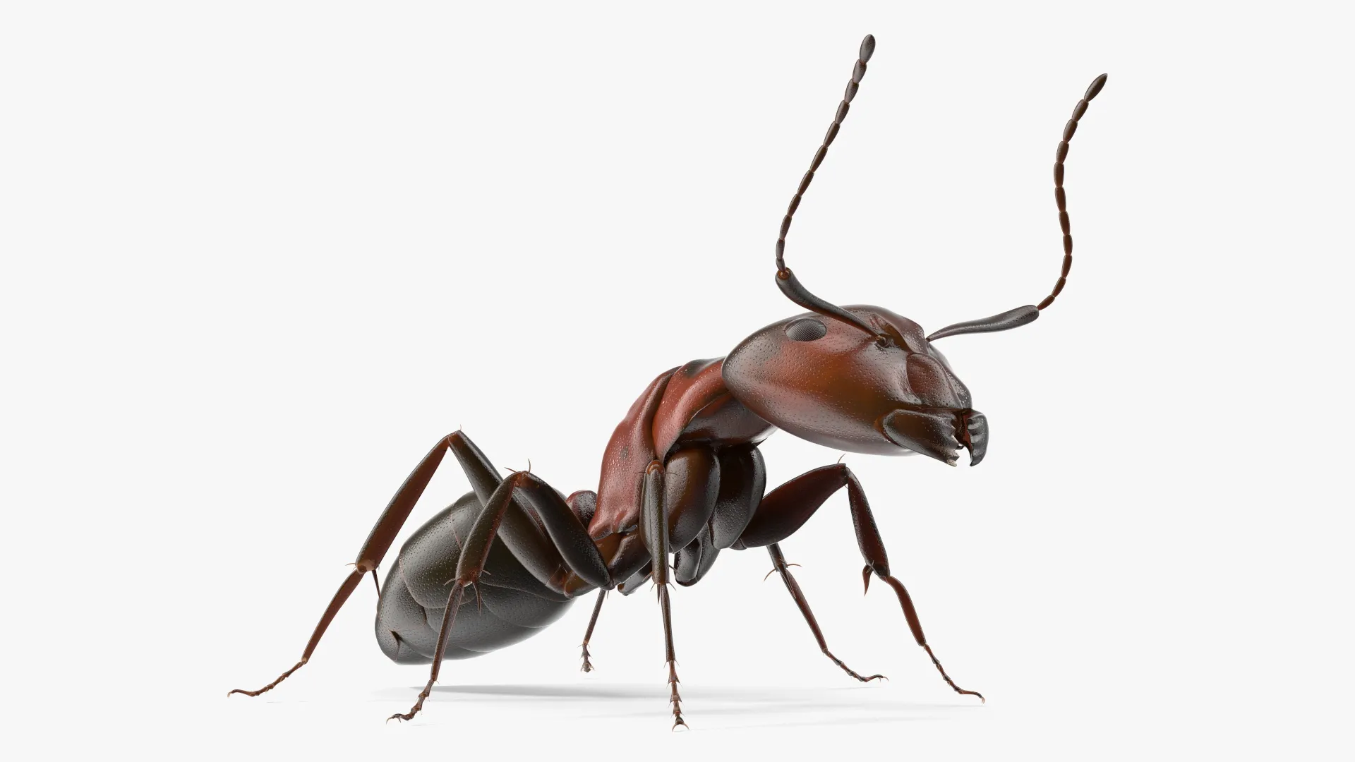Red Body Wasp Realistic Red Ant Insect 3D model | CGTrader