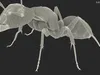 Realistic Red Ant Insect 3D model | CGTrader
