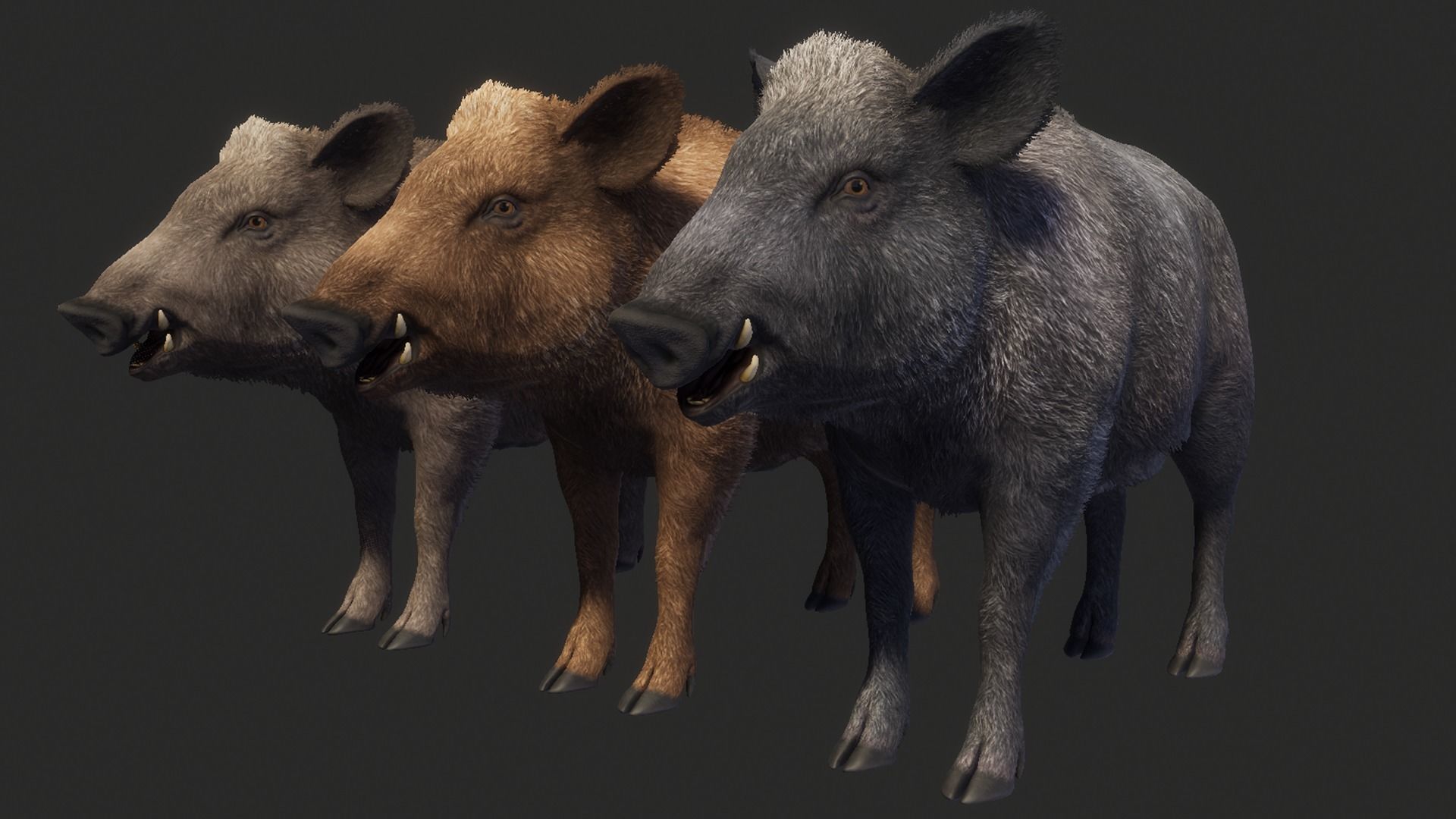Wild Boar - Female Low-poly 3D model_3