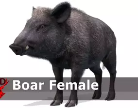 3D Model Collection Wild Boar - Family VR / AR / low-poly