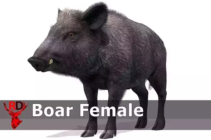 Wild Boar - Female Low-poly 3D model