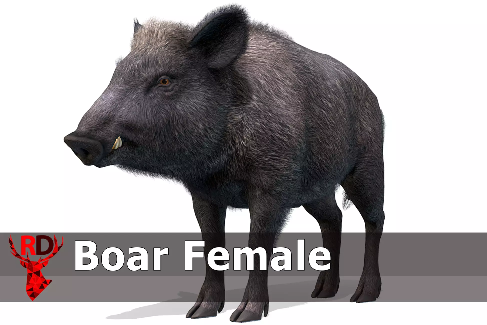 Wild Boar - Female Low-poly 3D model_0