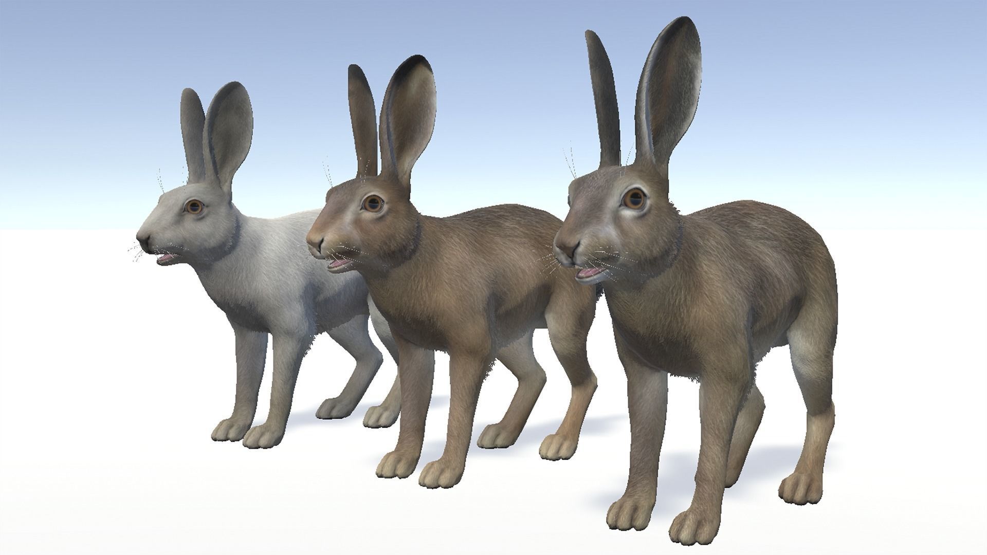 Hare - Male Low-poly 3D model_6