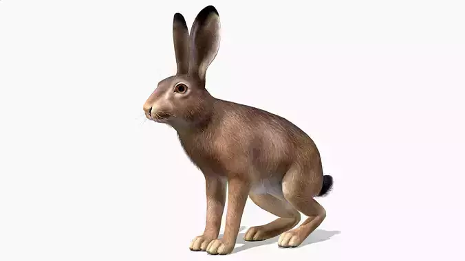 Hare - Male Low-poly 3D model