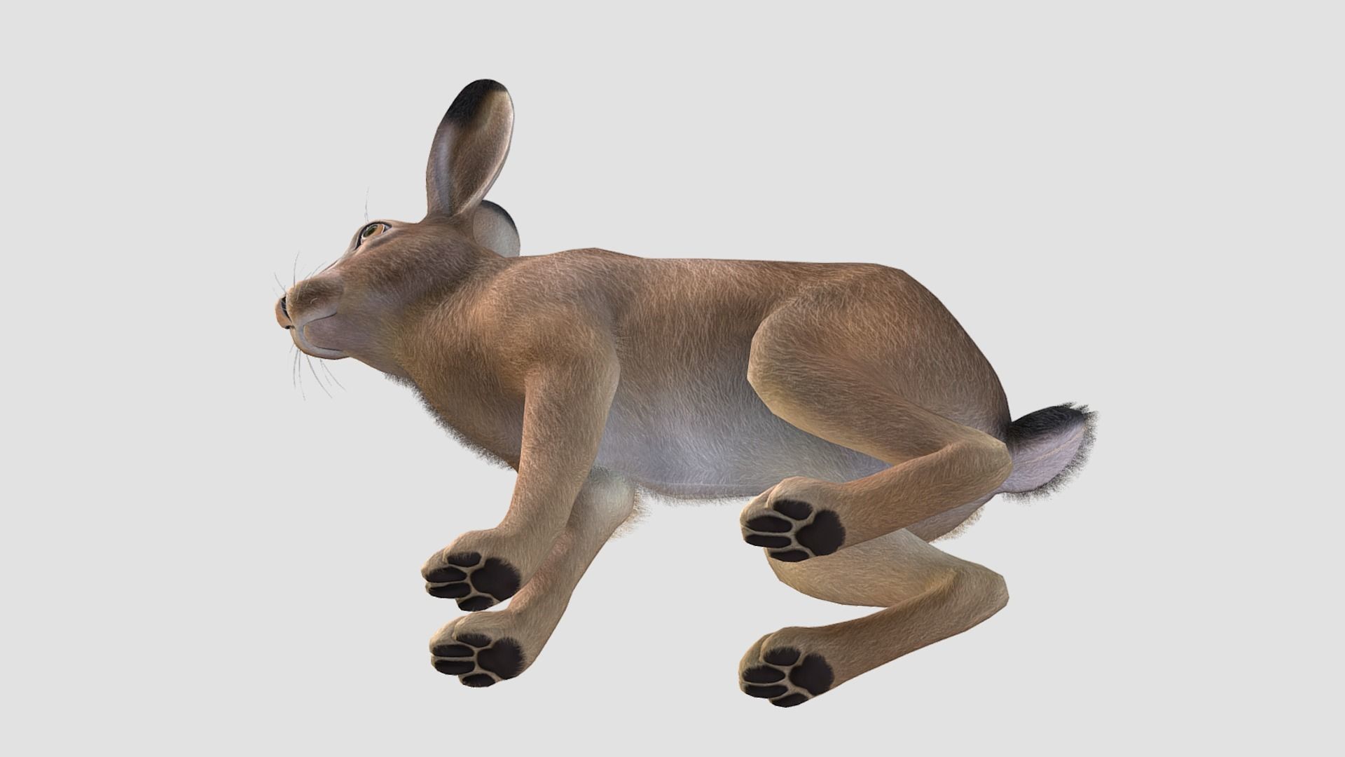 Hare - Male Low-poly 3D model_5