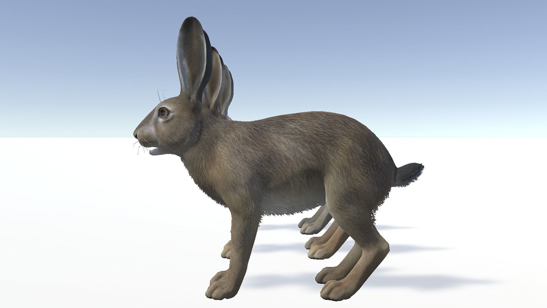 Hare - Male Low-poly 3D model_9