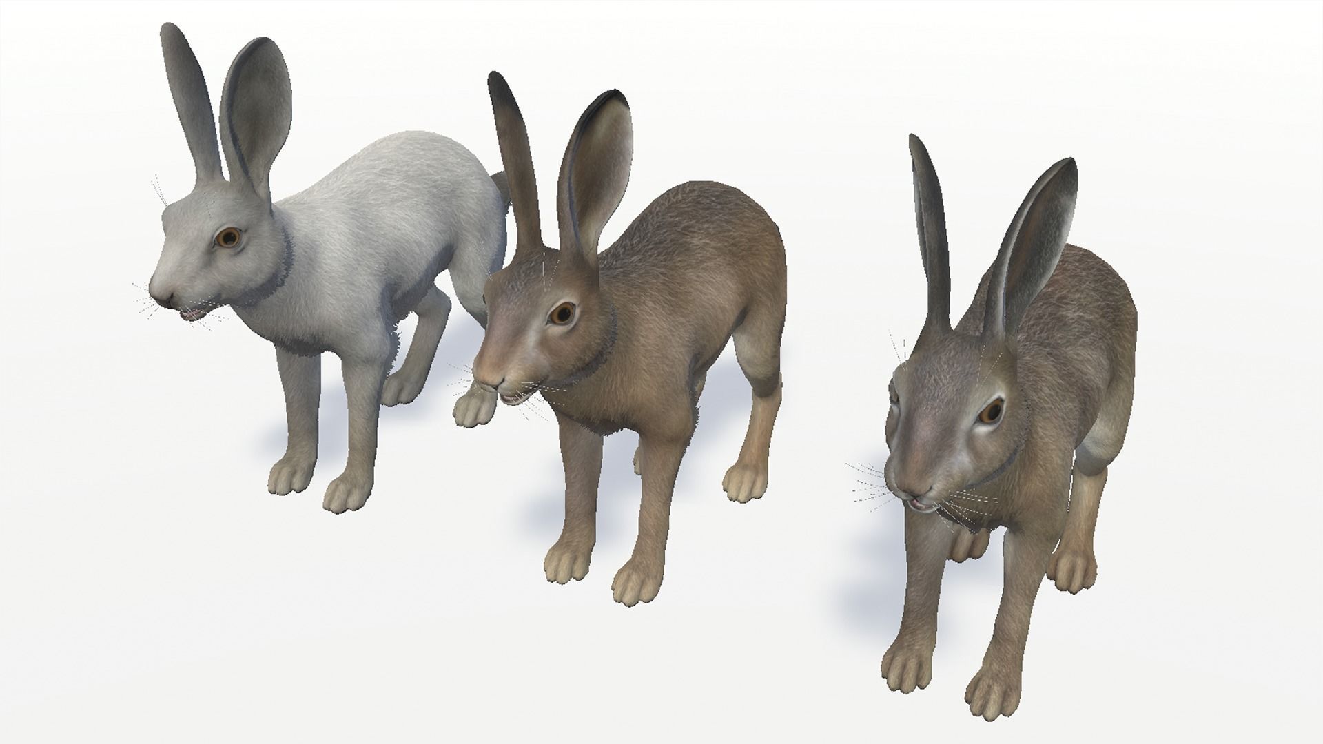 Hare - Male Low-poly 3D model_10