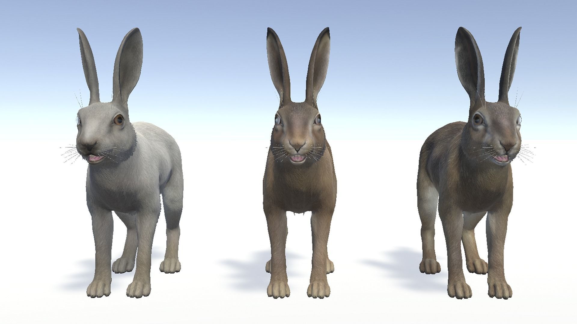 Hare - Male Low-poly 3D model_7