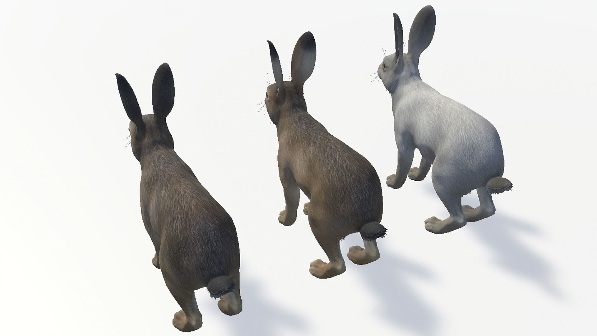 Hare - Male Low-poly 3D model_11