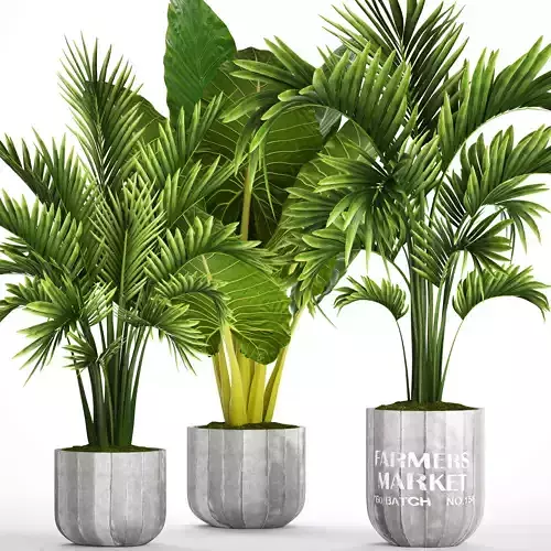 Collection of tropical plants 2 3D model