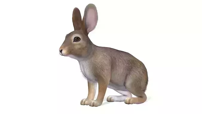 Rabbit