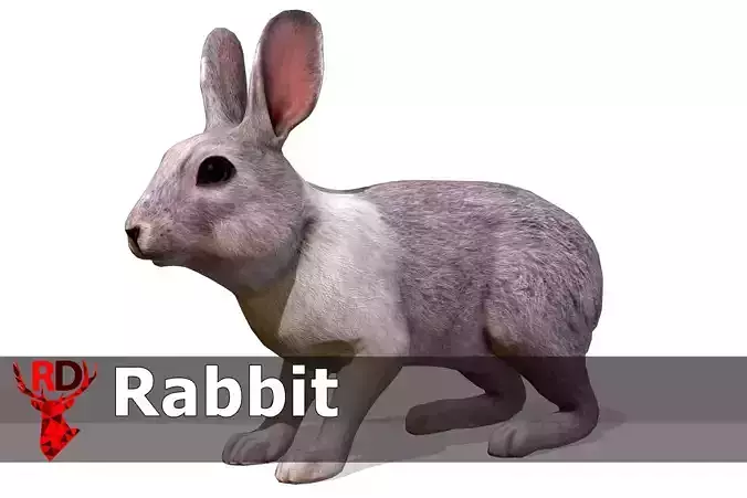 Rabbit Low-poly 3D model