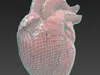 3D model Human Heart Pack 4 VR / AR / low-poly | CGTrader